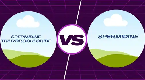 What is the difference between spermidine and spermidine hydrochloride?